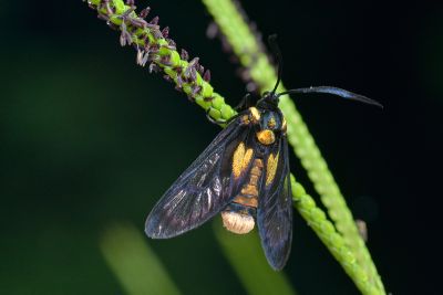 荷氏透翅斑蛾 Zama horni 雌蟲