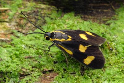 黃點禾斑蛾 Artona flavipuncta 雌蟲