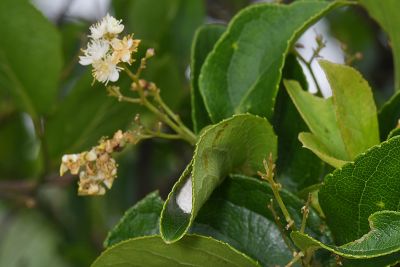 東亞新螢斑蛾 Neochalcosia remota