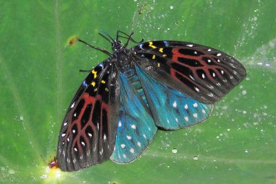釉彩螢斑蛾 Amesia sanguiflua viriditincta 雌蟲