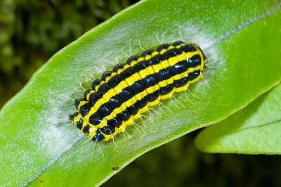 紅帶鉗尾斑蛾 Achelura sanguifasciata