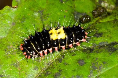 山龍眼螢斑蛾 Erasmia pulchella hobsoni