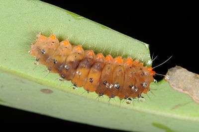 蓬萊茶斑蛾 Eterusia aedea formosana