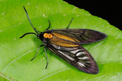 銅腹透翅斑蛾 Illiberis phacusana 雌蟲