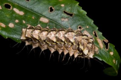 王氏薄翅斑蛾 Agalope wangi