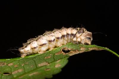 王氏薄翅斑蛾 Agalope wangi
