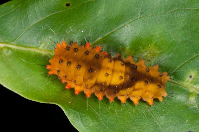 蓬萊茶斑蛾 Eterusia aedea formosana