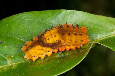 蓬萊茶斑蛾 Eterusia aedea formosana