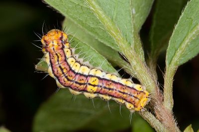 寬緣杜鵑斑蛾 Rhodopsona rutila