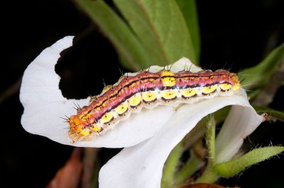 寬緣杜鵑斑蛾 Rhodopsona rutila