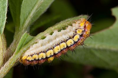 寬緣杜鵑斑蛾 Rhodopsona rutila