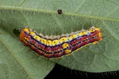 寬緣杜鵑斑蛾 Rhodopsona rutila