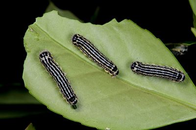中國毛斑蛾 Pryeria sinica