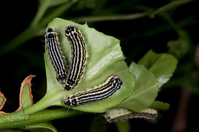 中國毛斑蛾 Pryeria sinica