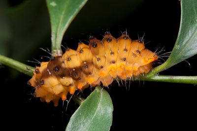 蓬萊茶斑蛾 Eterusia aedea formosana