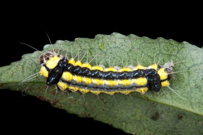 玉帶斑蛾 Pidorus atratus