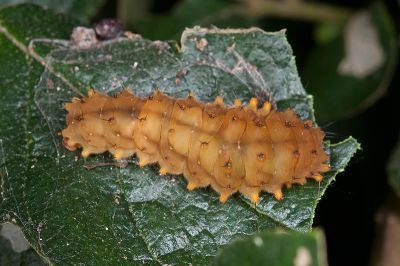 蓬萊茶斑蛾 Eterusia aedea formosana