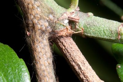 中國毛斑蛾 Pryeria sinica