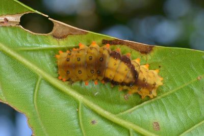 蓬萊茶斑蛾 Eterusia aedea formosana