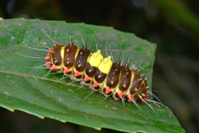 山龍眼螢斑蛾 Erasmia pulchella hobsoni