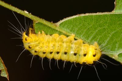 銅腹透翅斑蛾 Illiberis phacusana