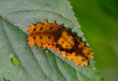 蓬萊茶斑蛾 Eterusia aedea formosana