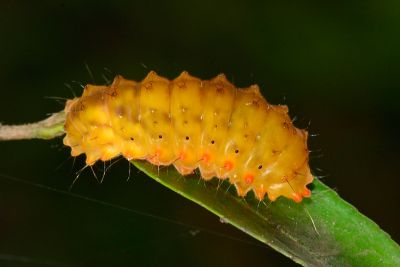 蓬萊茶斑蛾 Eterusia aedea formosana