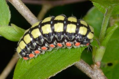 東亞新螢斑蛾 Neochalcosia remota