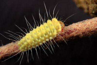柴谷氏蓬萊斑蛾 Formozygaena shibatai