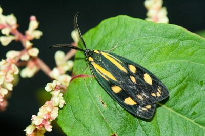 天藍狹翅螢斑蛾 Soritia azurea