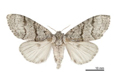 接麗毒蛾 Calliteara saitonis 雌蟲
