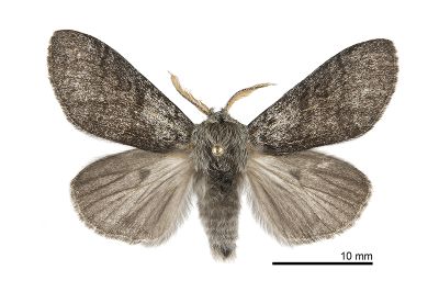接麗毒蛾 Calliteara saitonis 雄蟲