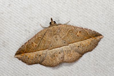 角赭裳蛾 Condate angulina 雄蟲