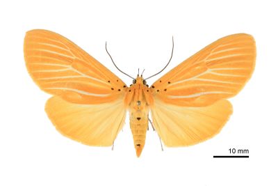 Asota egens indica 雌蟲