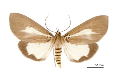圓端擬燈蛾 Asota heliconia zebrina 雌蟲