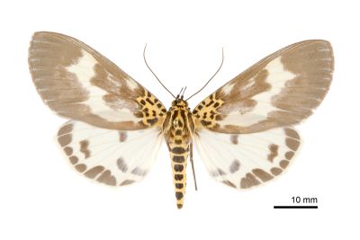 扭擬燈蛾 Asota tortuosa 雌蟲