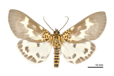 扭擬燈蛾 Asota tortuosa 雄蟲