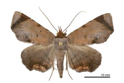 白齒紋薄裳蛾 Mecodina albodentata 雌蟲