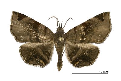 紫灰薄裳蛾 Mecodina subviolacea 雄蟲