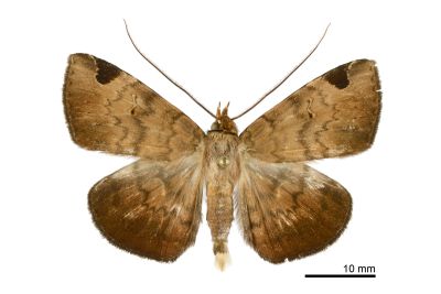 長角薄裳蛾 Mecodina praecipua 雄蟲