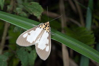 長斑擬燈蛾 Asota plana lacteata 雄蟲