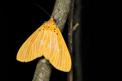 Asota egens indica 雄蟲