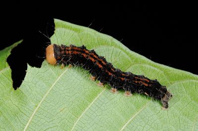 圓端擬燈蛾 Asota heliconia zebrina