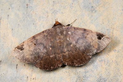 長角薄裳蛾 Mecodina praecipua 雄蟲