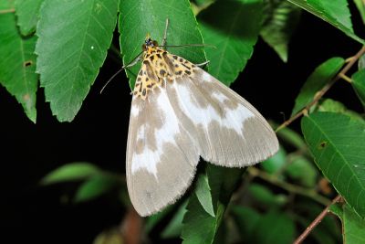 扭擬燈蛾 Asota tortuosa 雄蟲