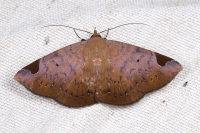 長角薄裳蛾 Mecodina praecipua 雌蟲