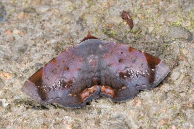白齒紋薄裳蛾 Mecodina albodentata 雌蟲