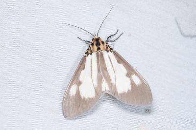 長斑擬燈蛾 Asota plana lacteata 雄蟲