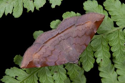 亞前緣薄裳蛾 Mecodina subcostalis 雌蟲