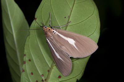 圓端擬燈蛾 Asota heliconia zebrina 雄蟲
